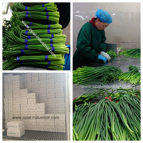Chinese Garlic Sprout for New Crop