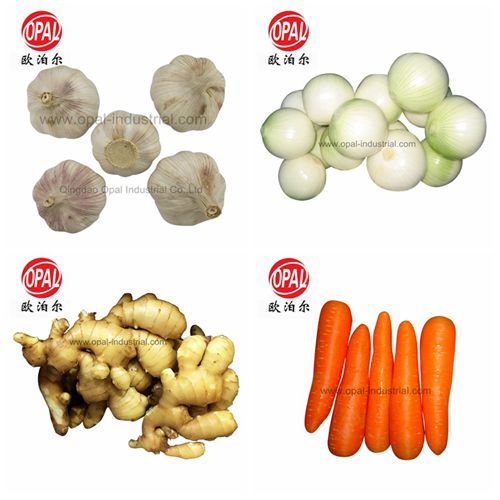 Chinese Garlic Sprout for New Crop