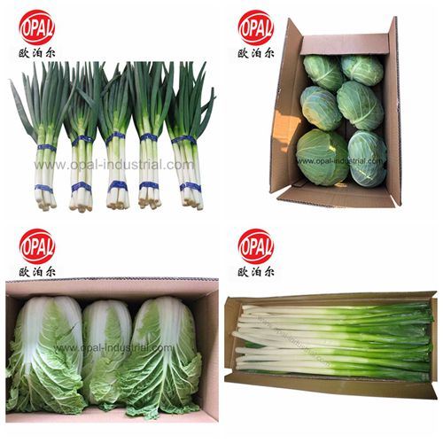 Chinese Garlic Sprout for New Crop