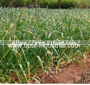 Garlic Sprout for New Crop