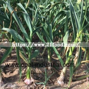 Chinese Garlic Sprout for New Crop