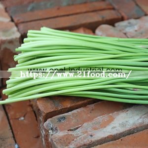 Chinese Garlic Sprout for New Crop