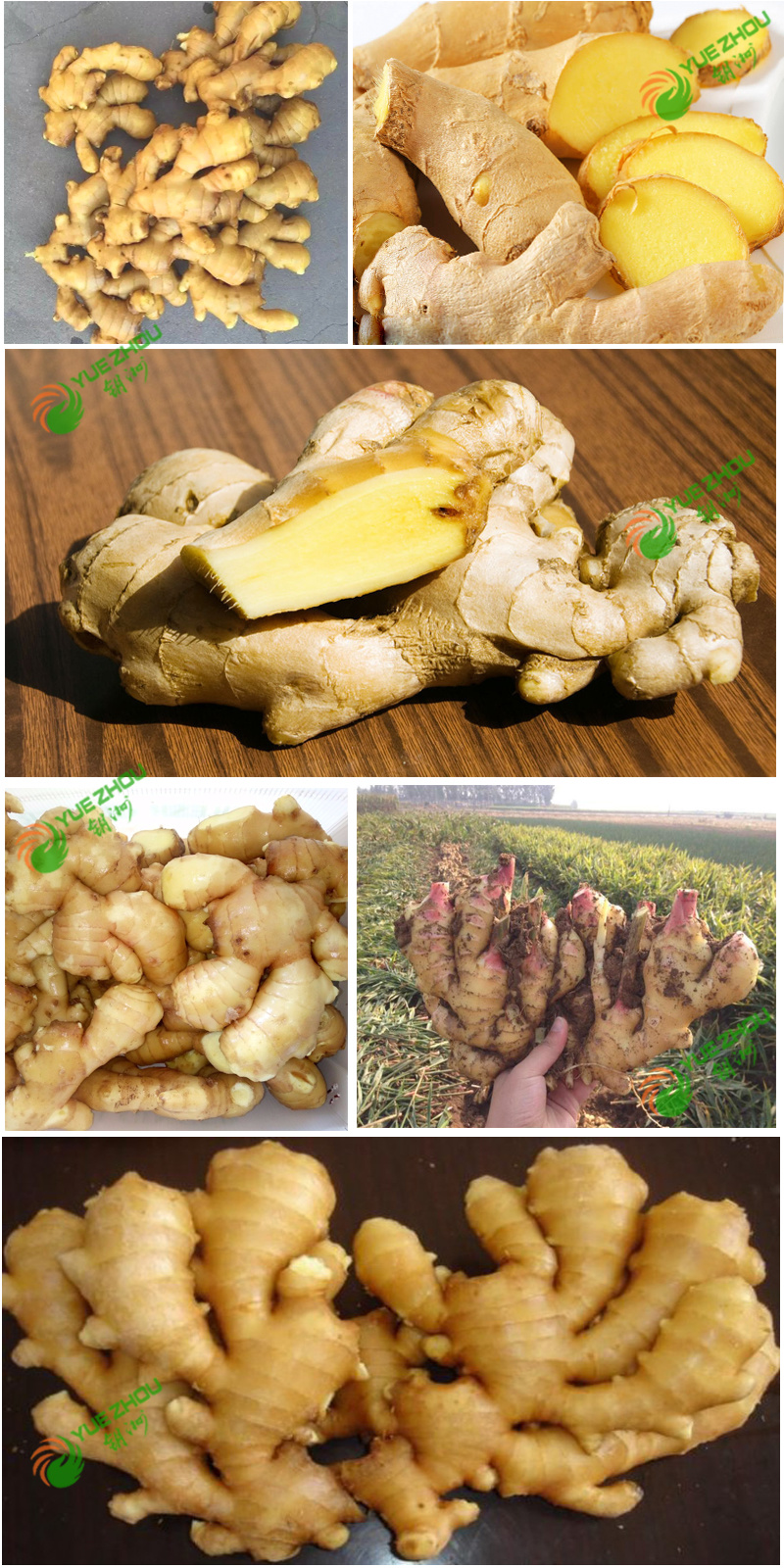Good Quality Unspoiled Plump Clean Yellow Ginger From China