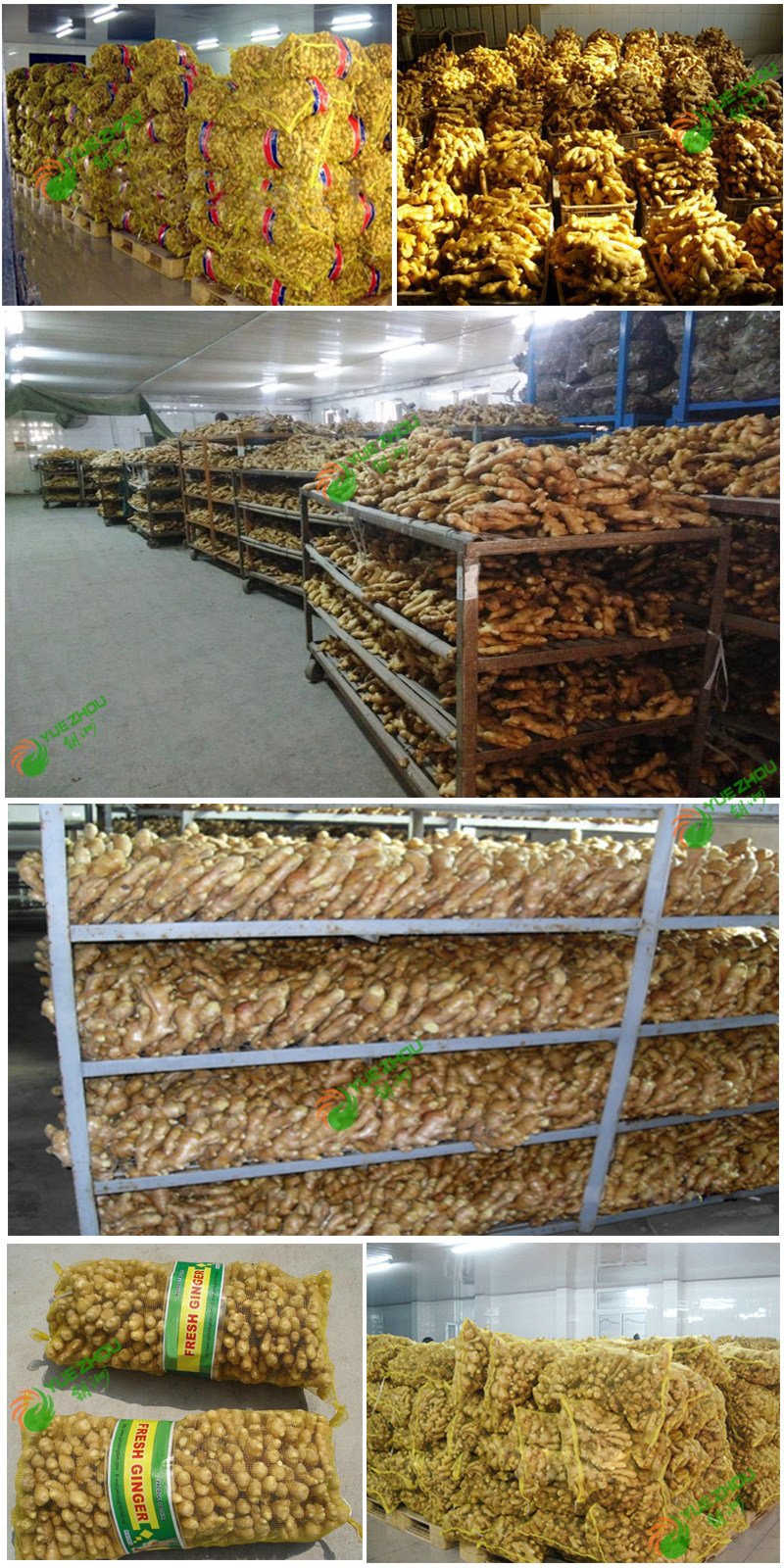 Good Quality Unspoiled Plump Clean Yellow Ginger From China