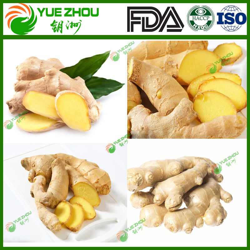 Wholesale Fresh Vegetable Air Dry Ginger From China