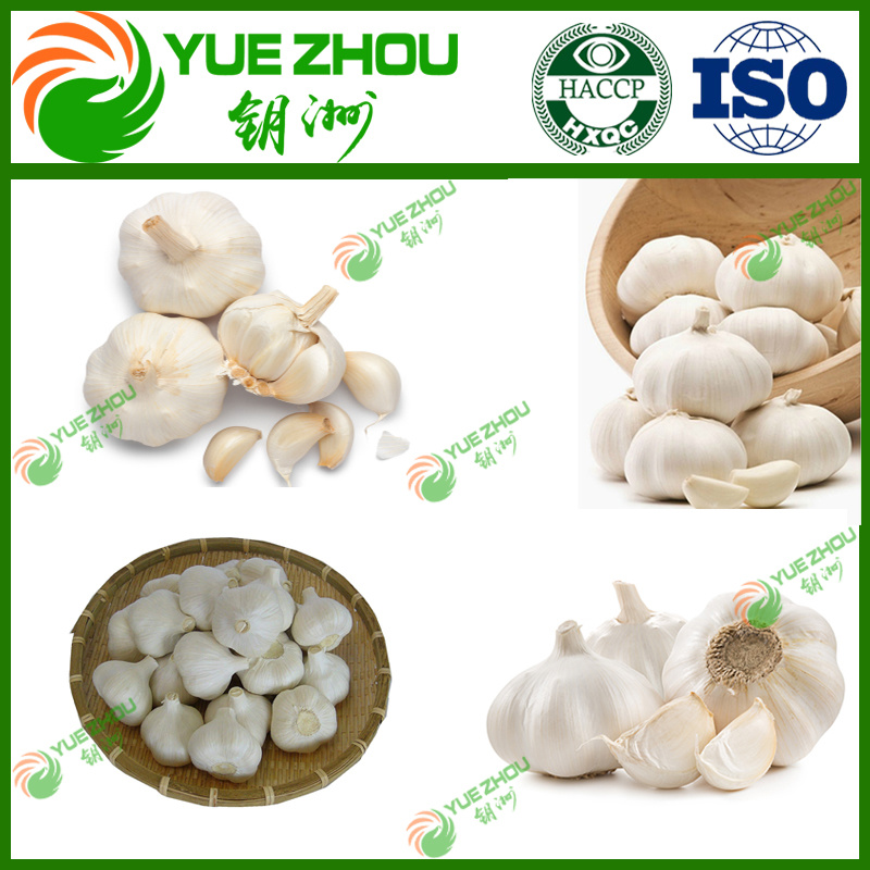 Cheap New Crop 4.0-5.5 Cm White Garlic for Exported
