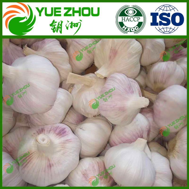 Export Quality Fresh Garlic Normal White Garlic for Sale