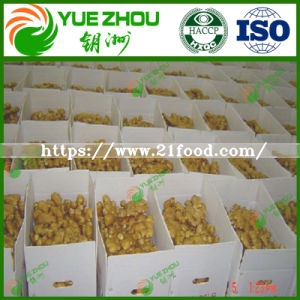 Good Quality Unspoiled Plump Clean Yellow Ginger From China