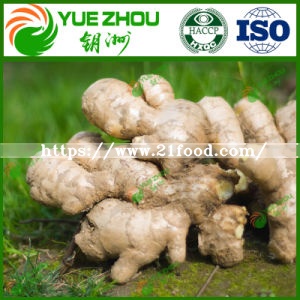 Wholesale Fresh Vegetable Air Dry Ginger From China