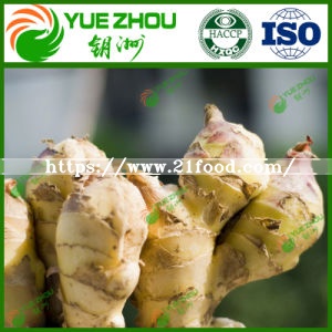 Wholesale Fresh Vegetable Air Dry Ginger From China