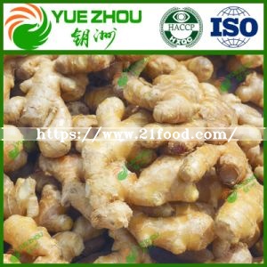 Wholesale Fresh Vegetable Air Dry Ginger From China