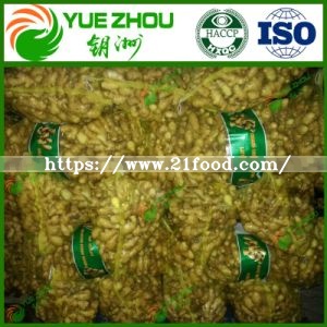 High Quality Best Price Mesh Bag Fresh Ginger From China