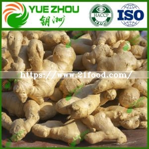 Golden Supplier Air Dry Ginger with Cheap Price
