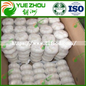 Cheap New Crop 4.0-5.5 Cm White Garlic for Exported