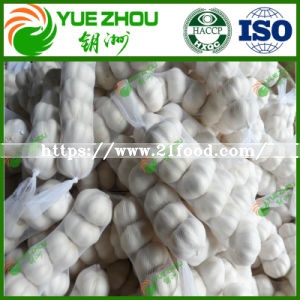 Cheap New Crop 4.0-5.5 Cm White Garlic for Exported