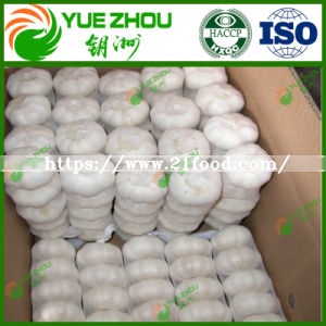 Cheap New Crop 4.0-5.5 Cm White Garlic for Exported