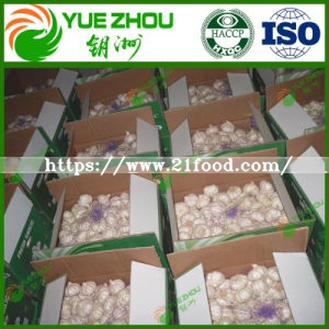Export Quality Fresh Garlic Normal White Garlic for Sale