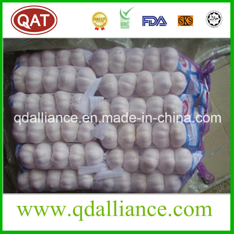 None GMO Normal White Garlic with ISO9001 Certificate