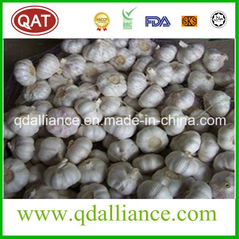 None GMO Normal White Garlic with ISO9001 Certificate