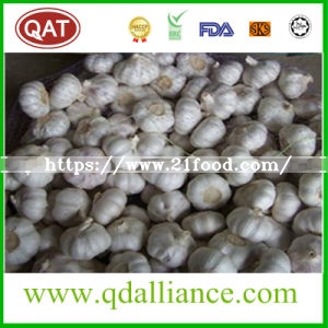 None GMO Normal White Garlic with ISO9001 Certificate