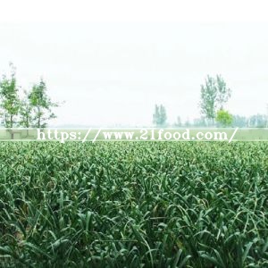 Dehydrated Minced Garlic