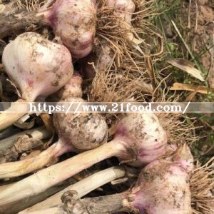 Dehydrated Garlic Powder White Color