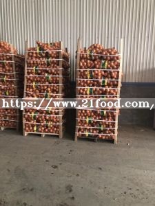 Chinese Fresh Red / Yellow Onion