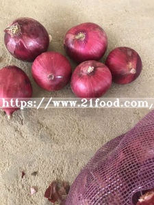Chinese New Crop Red Round Onion