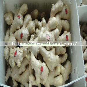 Quality Wholesale Anqiu New Crop Dehydrated Fresh/Dried Air Dry Ginger, Pickled Peeled Garlic Gengibre Ginger Price