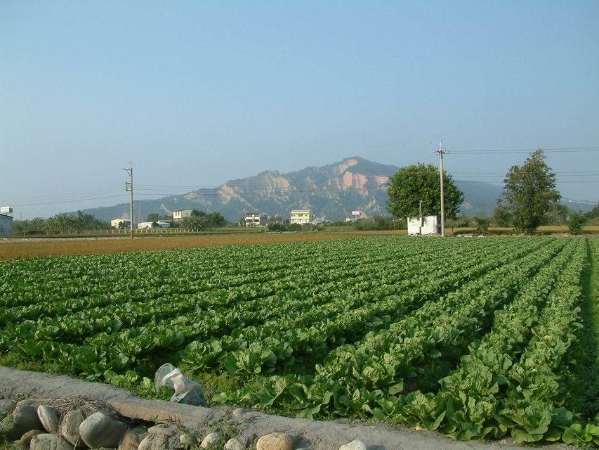 Produced in Its Own Farmland Chinese Cabbage