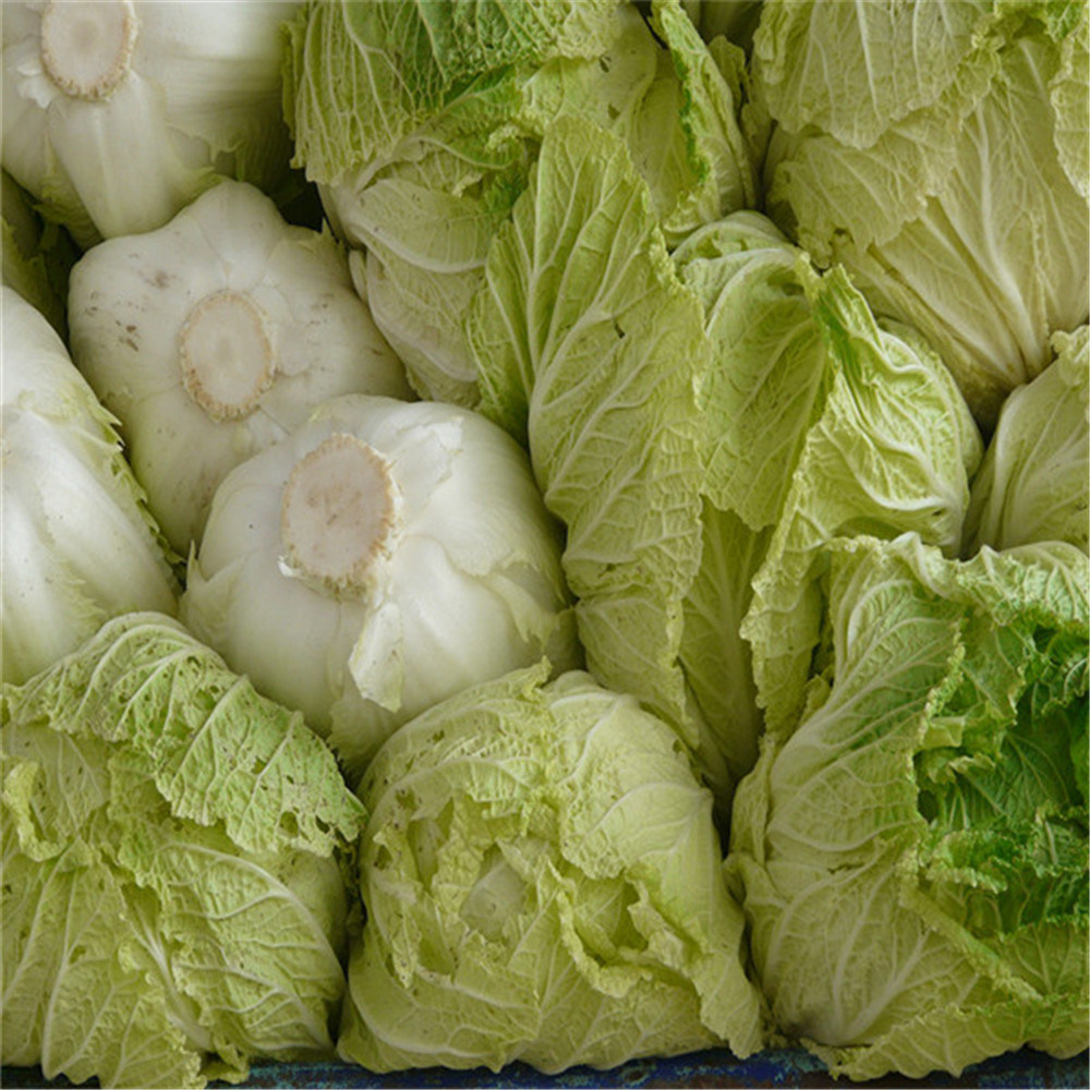 Produced in Its Own Farmland Chinese Cabbage