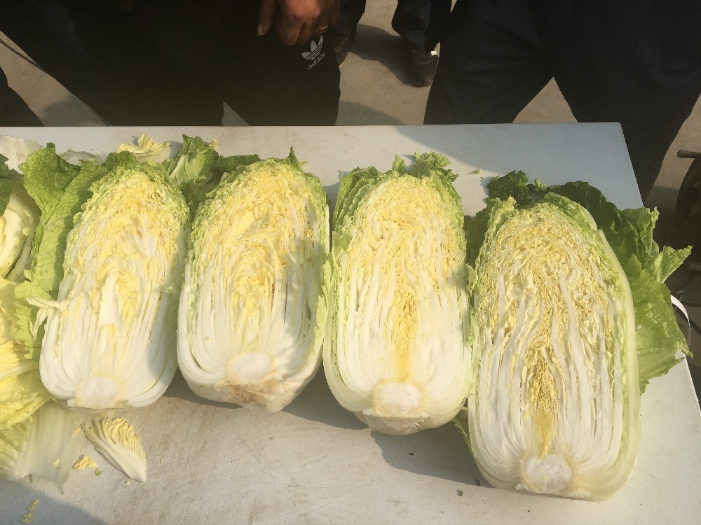 Produced in Its Own Farmland Chinese Cabbage