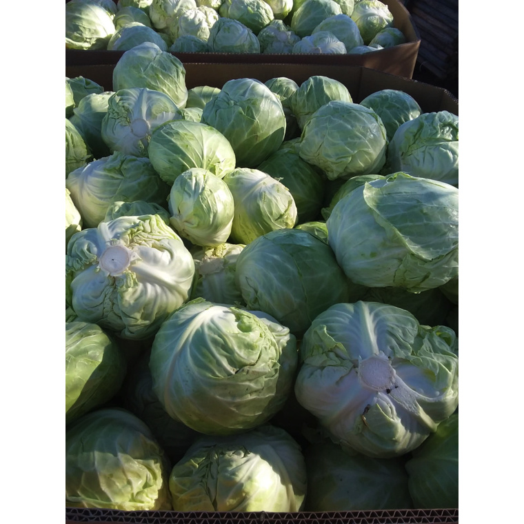 2019 New Crop Fresh Cabbage Wholesale High Quality