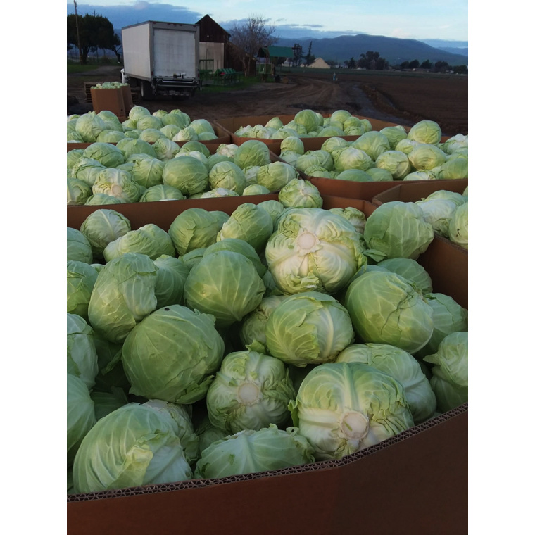 2019 New Crop Fresh Cabbage Wholesale High Quality