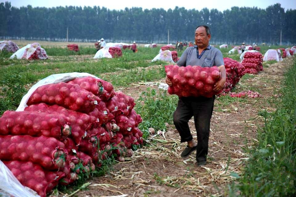 Export Quality Best Onions Red Mesh Bag Packing