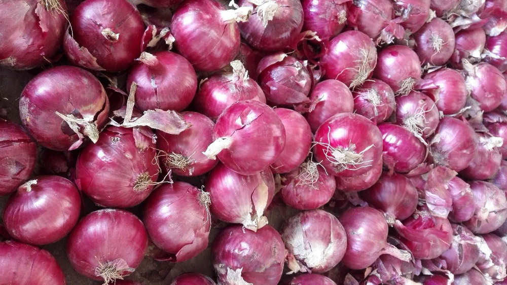 Export Quality Best Onions Red Mesh Bag Packing