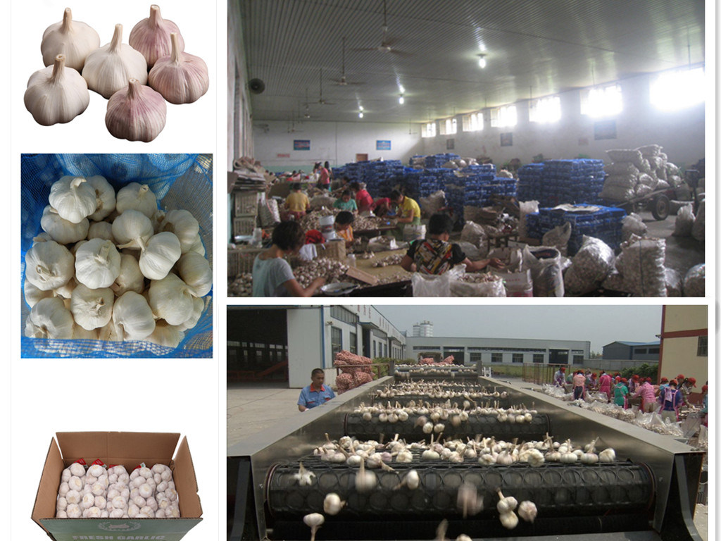 Best Quality Garlic Processing / Garlic Granules