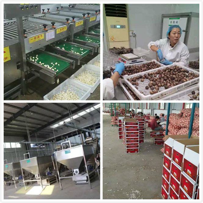 Best Quality Garlic Processing / Garlic Granules