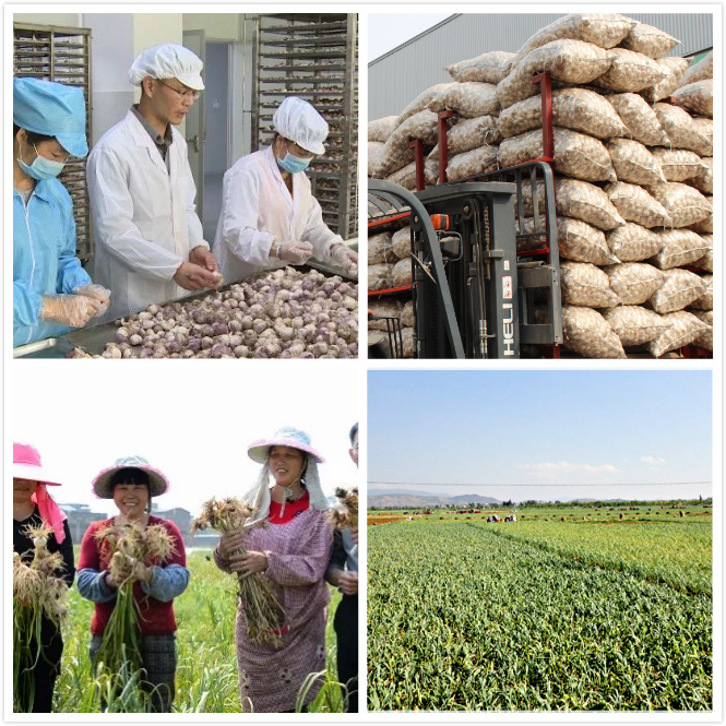 Best Quality Garlic Processing / Garlic Granules