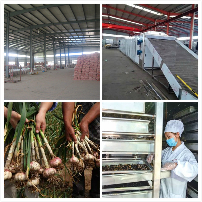 Best Quality Garlic Processing / Garlic Granules