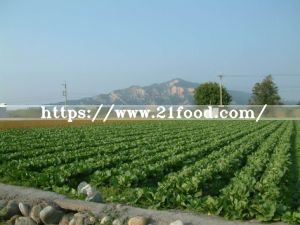 Produced in Its Own Farmland Chinese Cabbage