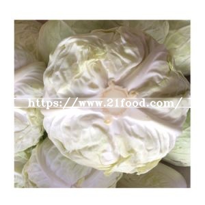 2019 New Crop Fresh Cabbage Wholesale High Quality