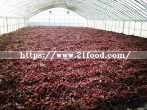 Factory Processing Dehydrated Dried Red Chili