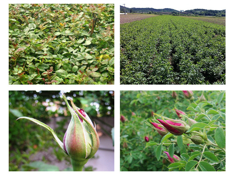 Top Quality Dry Bud Rose Flower Tea Organic Herbal Tea, Rose Tea