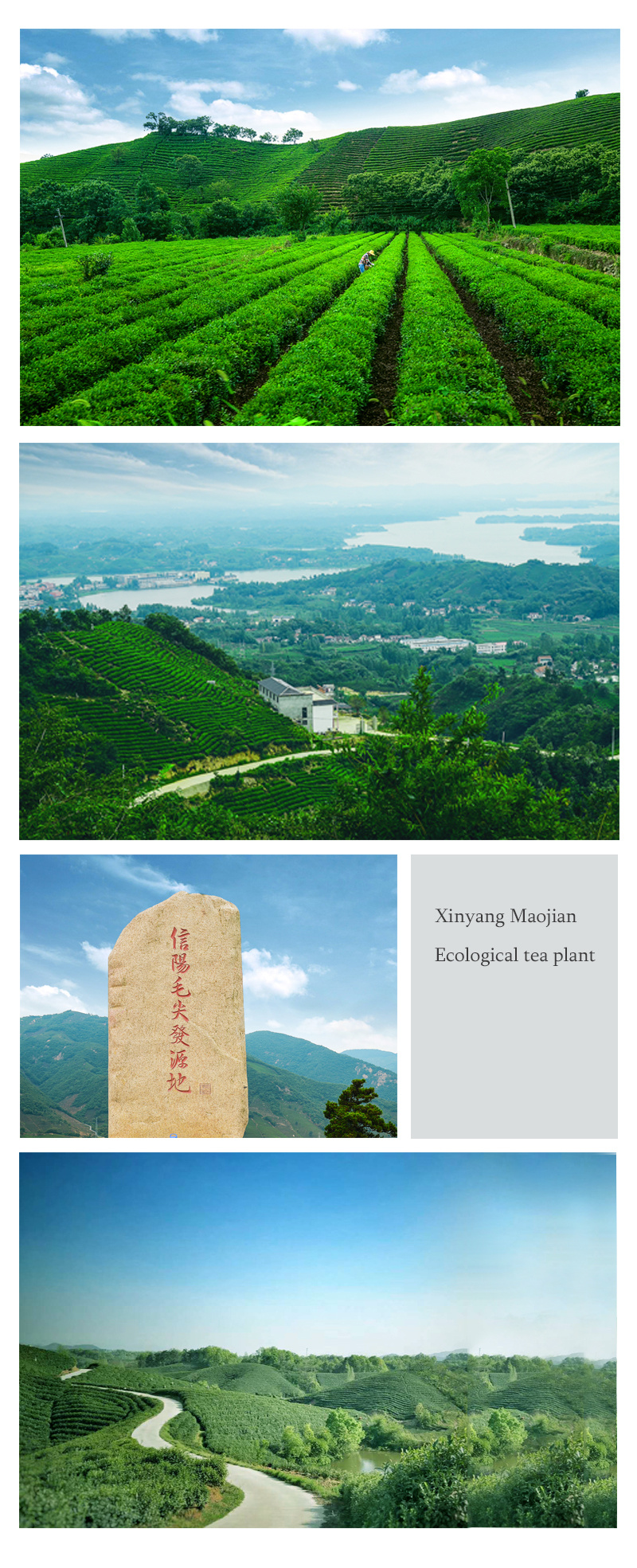 Xin Yang Black Tea of Grade C