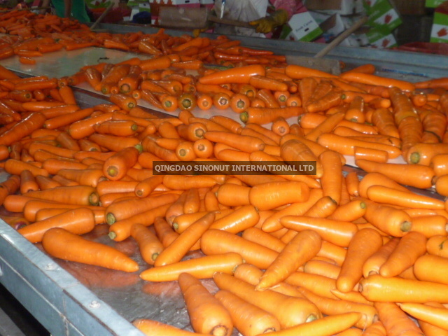 2015 Carrot