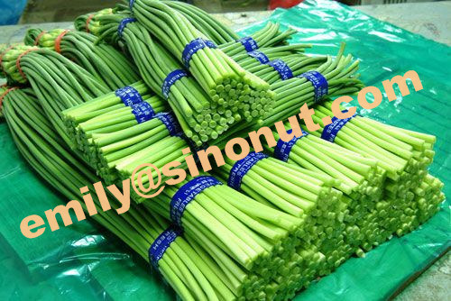 Fresh Garlic Sprout with L. 35/40/45/50 Cm