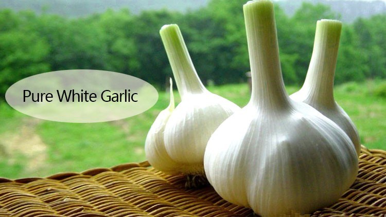 2018 China/Chinese Wholesale Garlic Price - New Crop, Hot Sales
