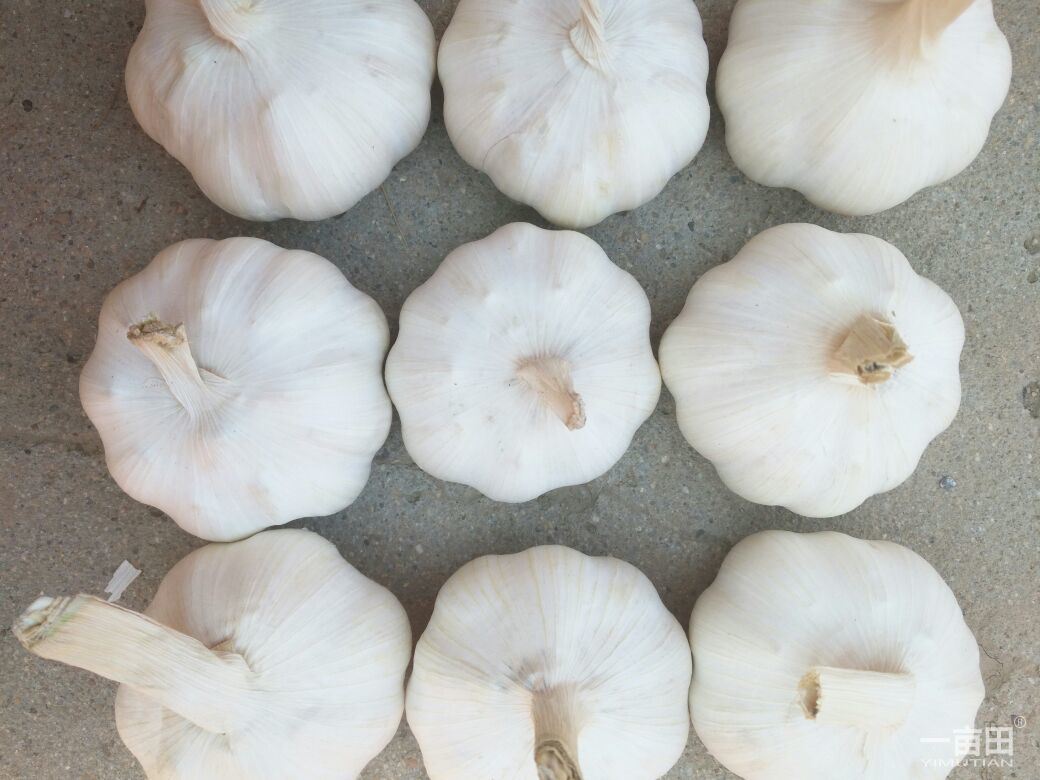 2018 China/Chinese Wholesale Garlic Price - New Crop, Hot Sales