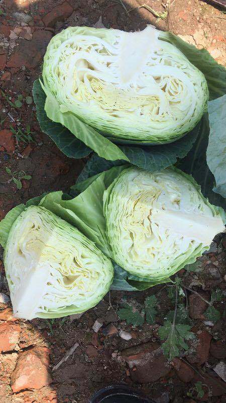 Fresh White/Green/Beijing Cabbage